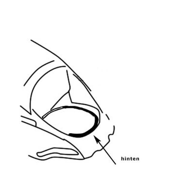 Motorcompartiment rubber, 1302-1303, 181