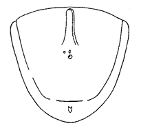 Achterklep 8.64-7.66